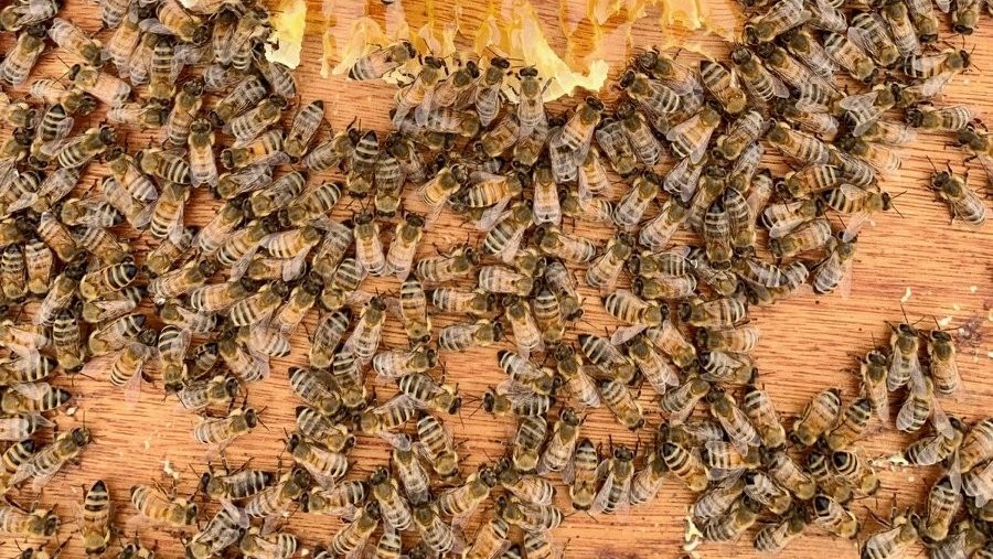 Abeille_gtq1