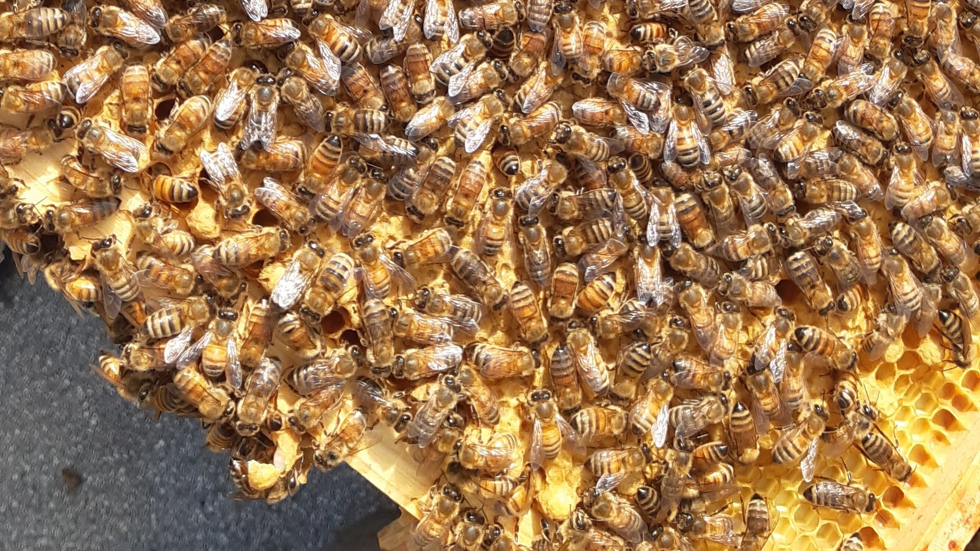 Abeille_gtq2